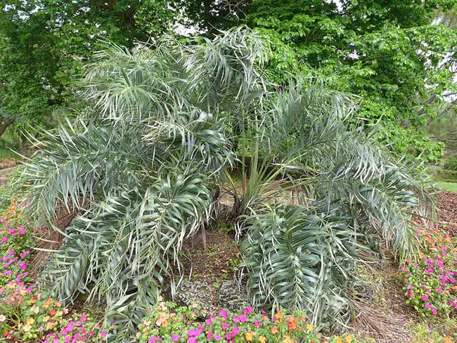 Seashore Palm Tree (Allagoptera arenaria).