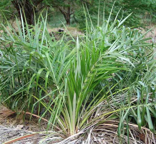 Seashore Palm Tree (Allagoptera arenaria).