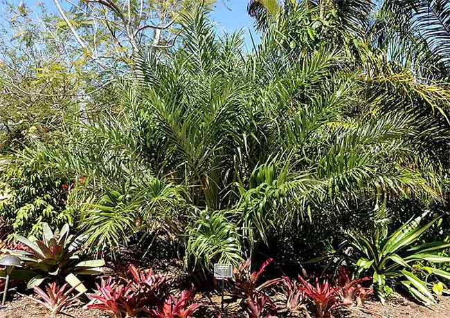 Seashore Palm Tree (Allagoptera arenaria).