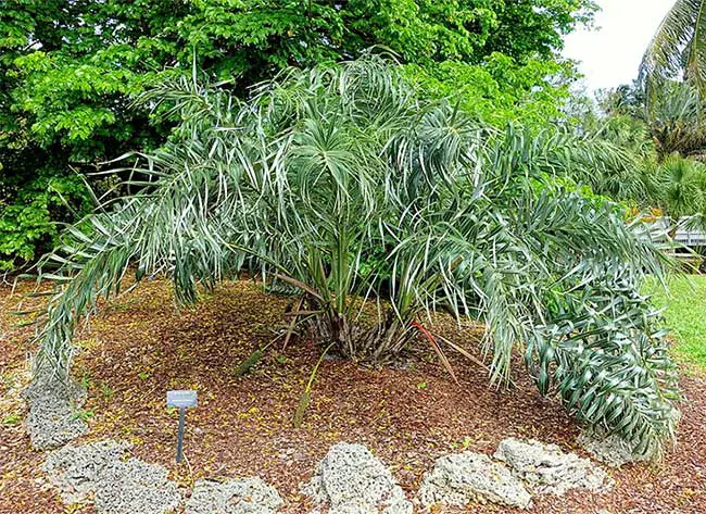 Seashore Palm Tree (Allagoptera arenaria).