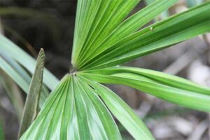 dainty-lady-palm-guihaia-argyrata-4-300×200 | Florida Palm Trees