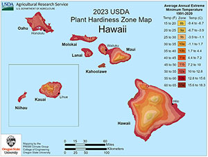 Hawaii Palm Trees