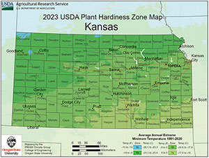 Kansas Palm Trees