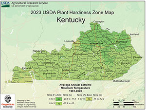 Kentucky Palm Trees