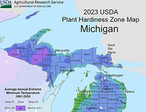 Michigan Palm Trees