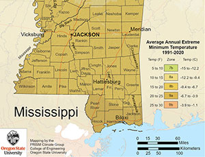 Mississippi Palm Trees