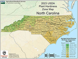 Growing Palm Trees In North Carolina