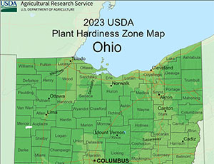 Ohio Palm Trees