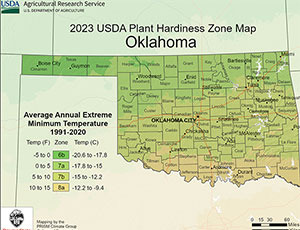 Oklahoma Palm Trees