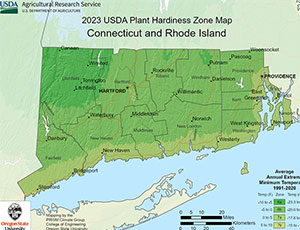 Rhode Island Palm Trees