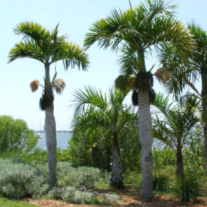 spindle palm tree hyophorbe verschaffeltii 650x550g 300×300 Florida