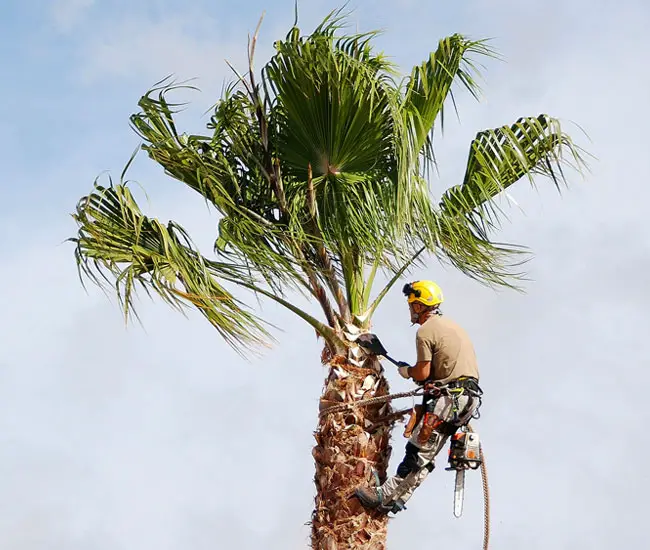 trimmingpalmtrees650x550b Florida Palm Trees
