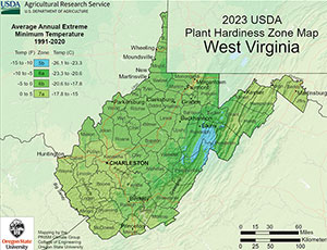 West Virginia Palm Trees