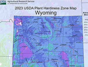 Wyoming Palm Trees